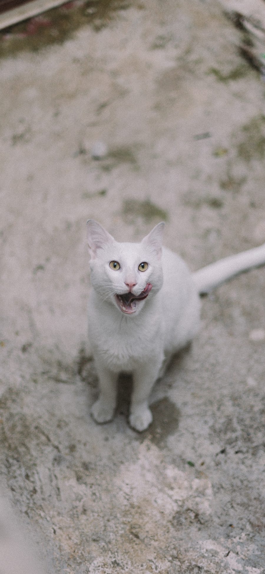 [2436×1125]猫咪 白猫 宠物 黄瞳 苹果手机壁纸图片