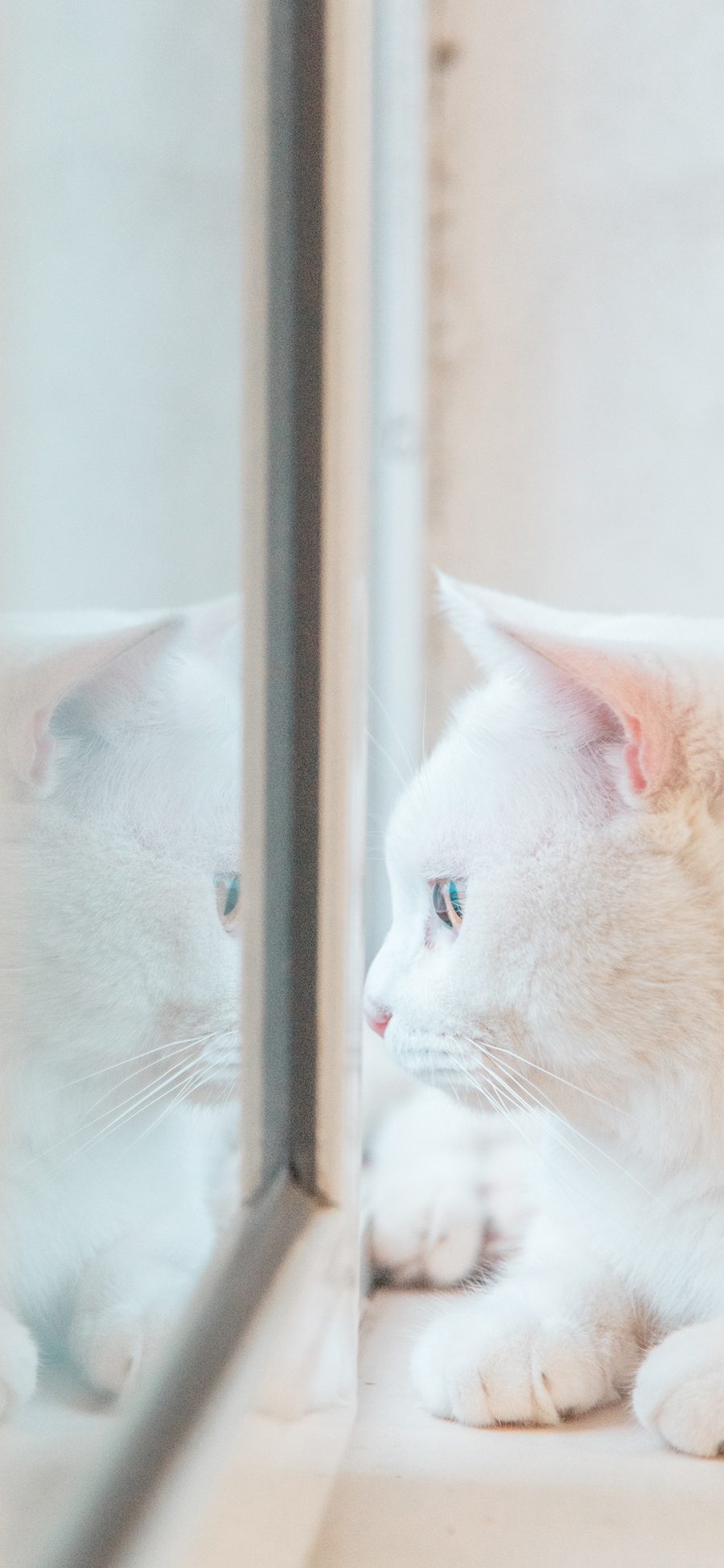 [2436×1125]猫咪 白猫 窗台 宠物 苹果手机壁纸图片