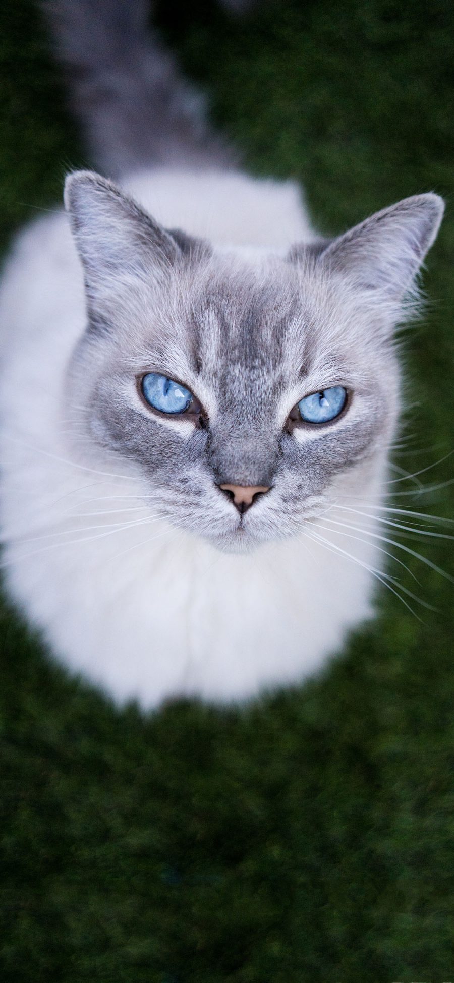 [2436×1125]猫咪 白色 眼瞳 蓝色 霸气 宠物 苹果手机壁纸图片