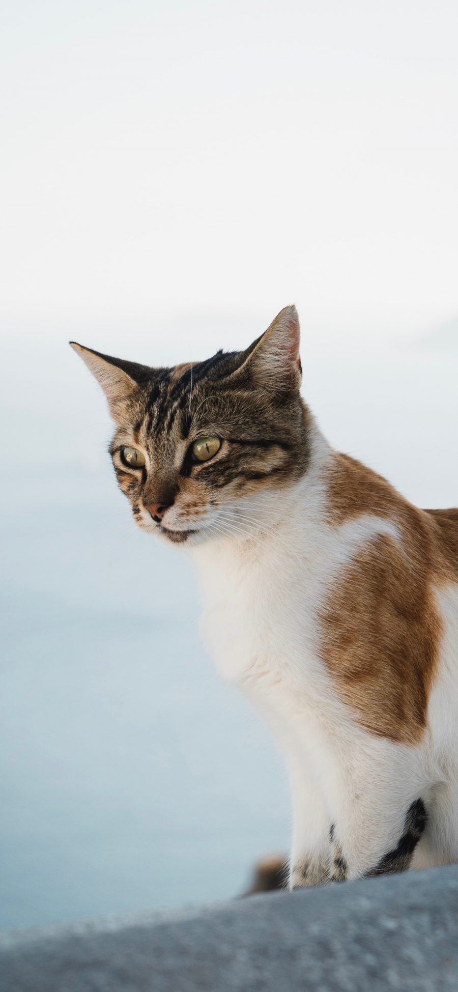 [2436×1125]猫咪 皮毛 花猫 野猫 苹果手机壁纸图片