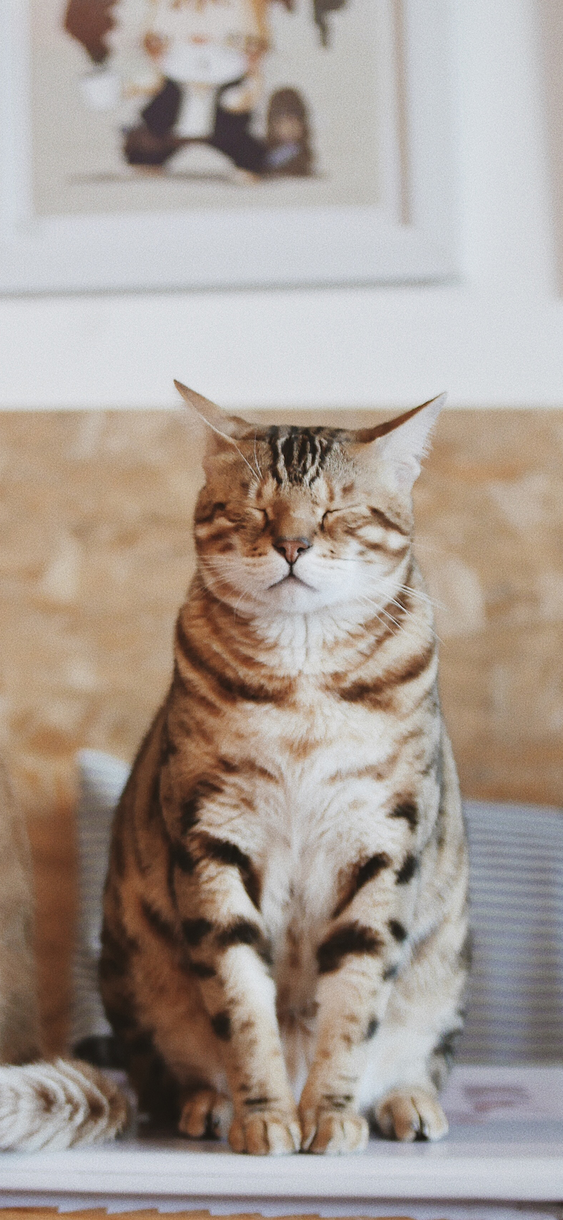 [2436×1125]猫咪 皮毛 闭眼 肥猫 苹果手机壁纸图片