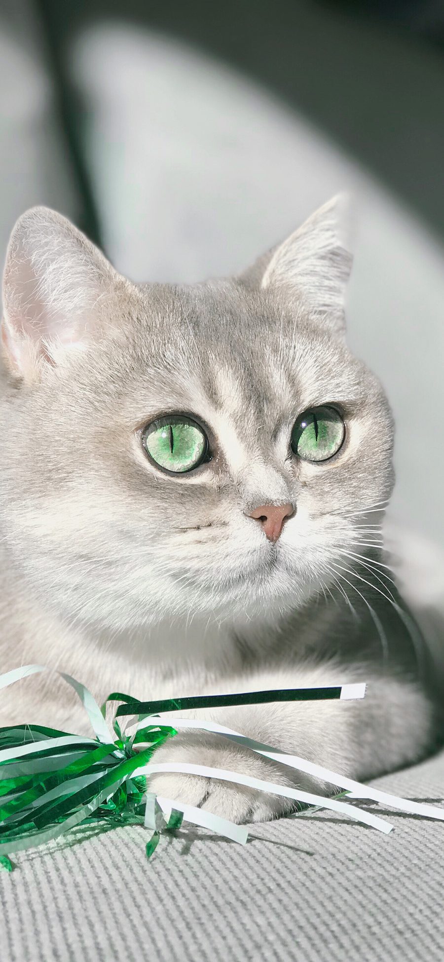 [2436×1125]猫咪 碧眼 灰白 宠物 苹果手机壁纸图片