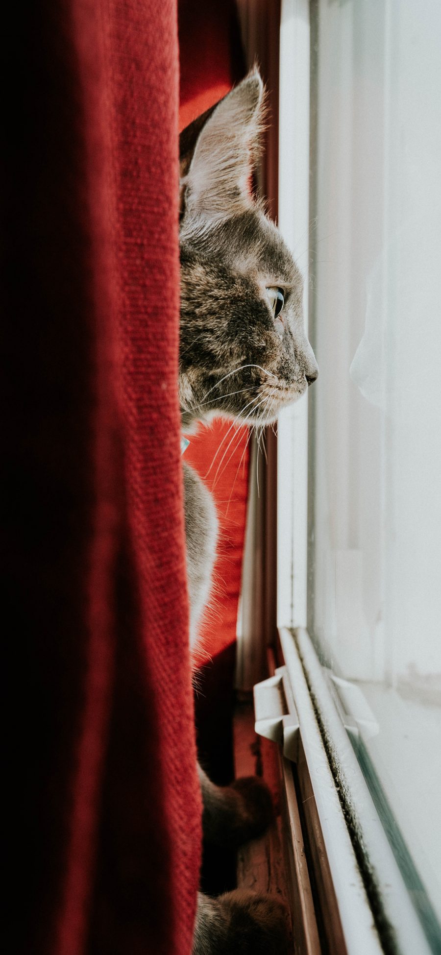 [2436×1125]猫咪 窗户 凝望 躲藏 苹果手机壁纸图片