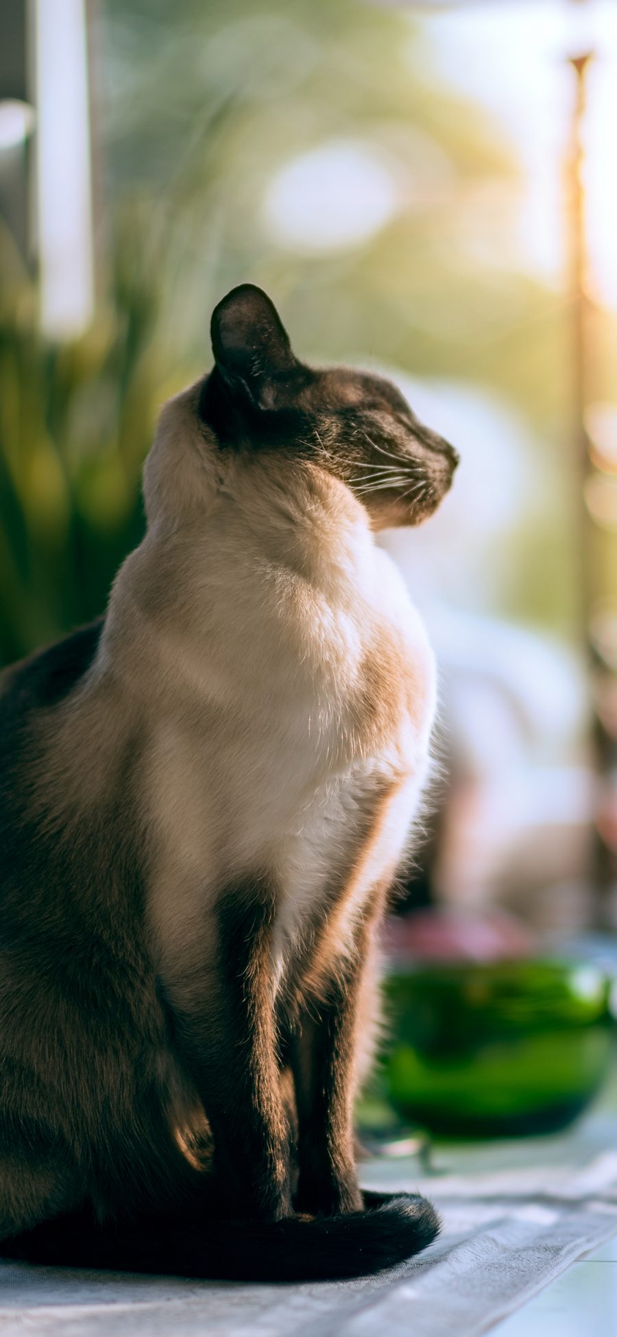 [2436×1125]猫咪 站立 下午 优雅 苹果手机壁纸图片