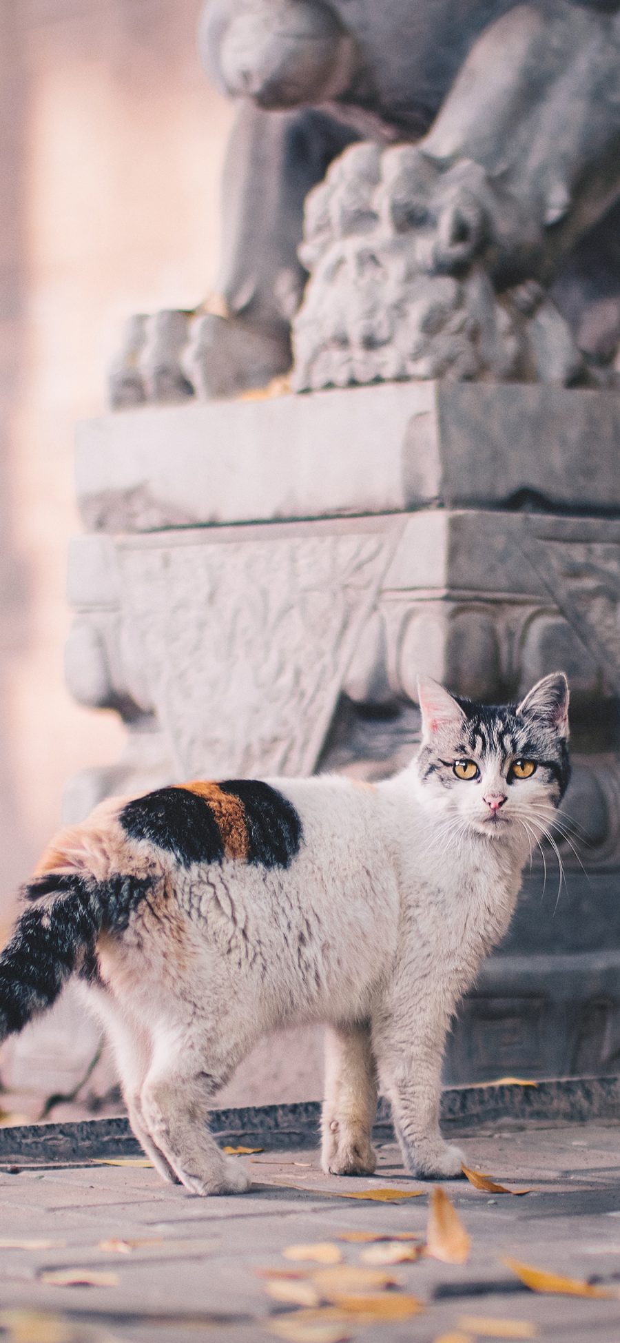 [2436×1125]猫咪 绿叶 花猫 石像 苹果手机壁纸图片