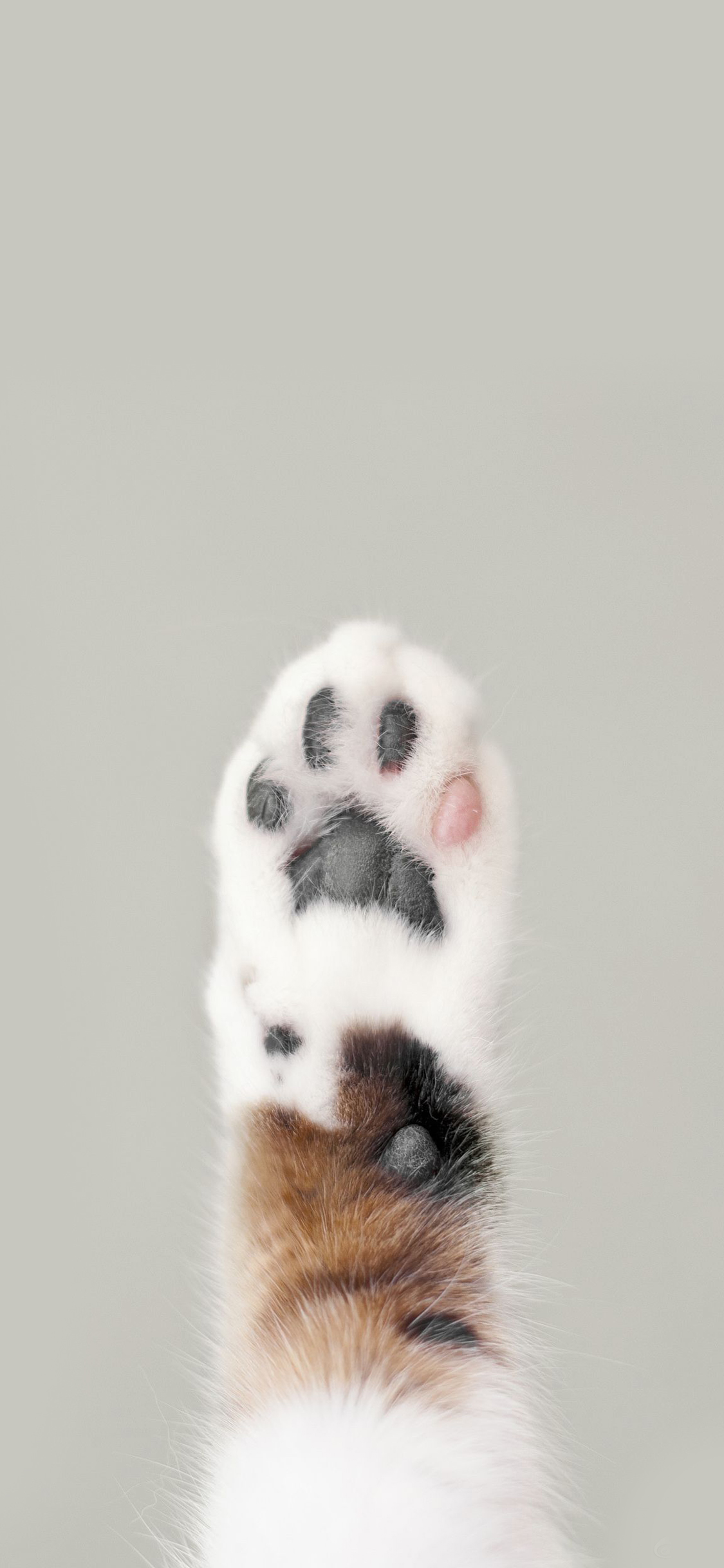 [2436×1125]猫咪 脚掌 肉掌 花猫 苹果手机壁纸图片