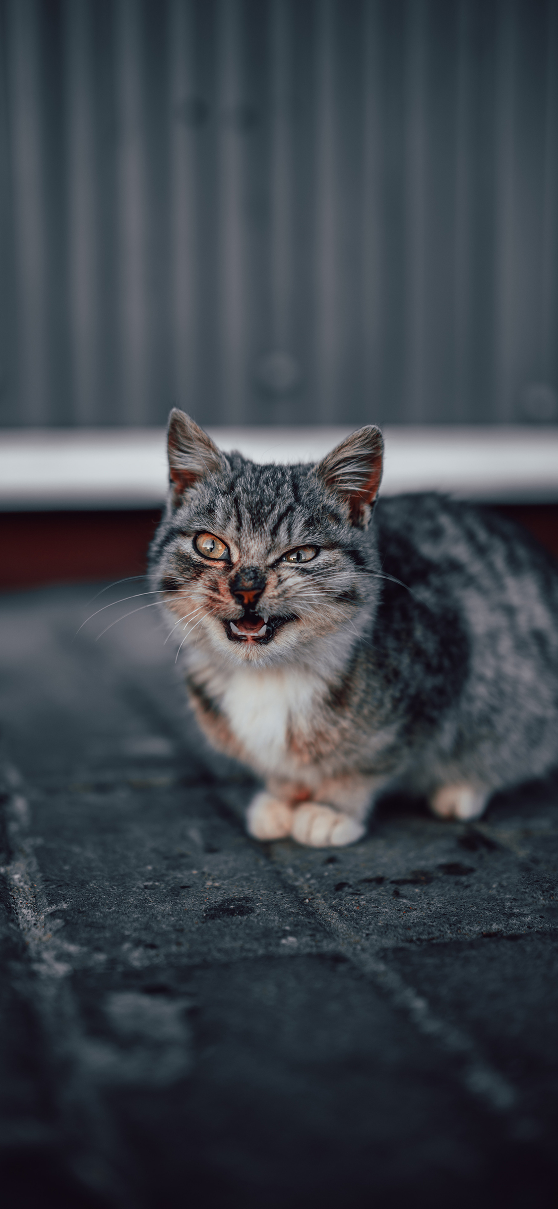 [2436×1125]猫咪 花猫 凶狠 野猫 苹果手机壁纸图片