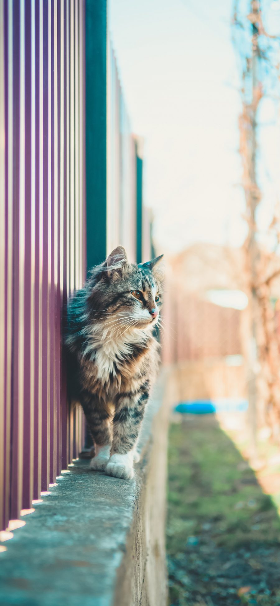 [2436×1125]猫咪 花猫 墙沿 草地 苹果手机壁纸图片