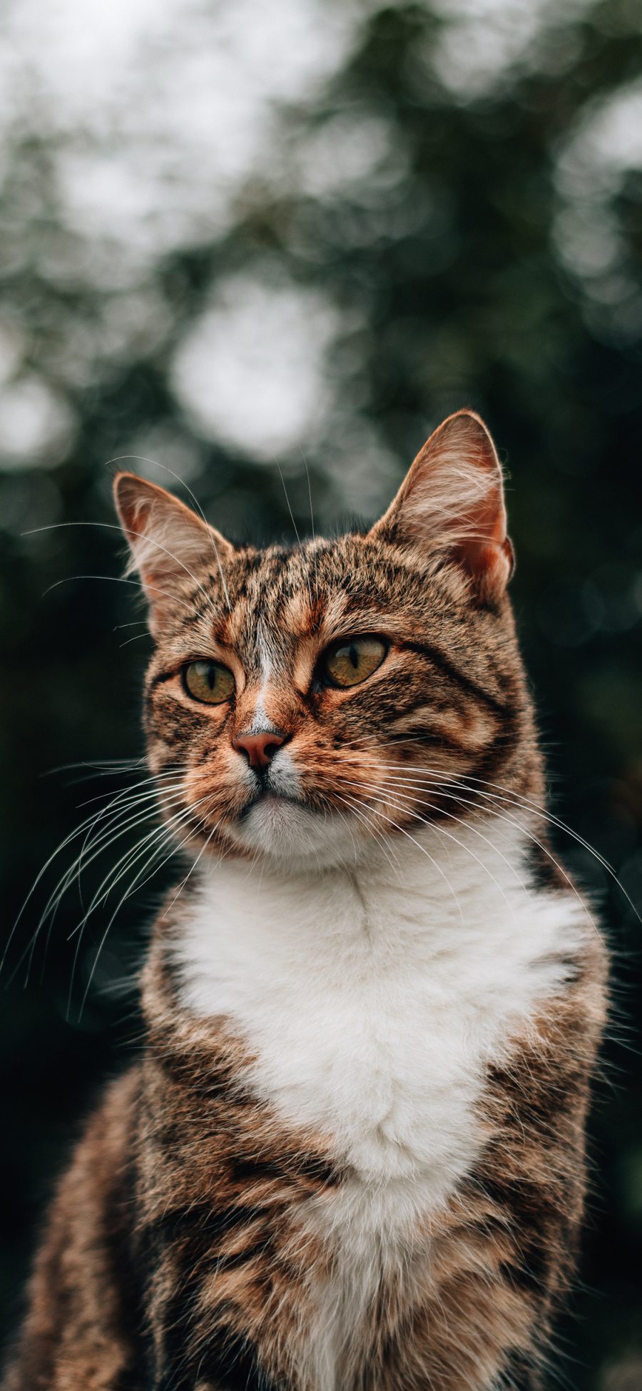 [2436×1125]猫咪 花猫 宠物 皮毛 苹果手机壁纸图片