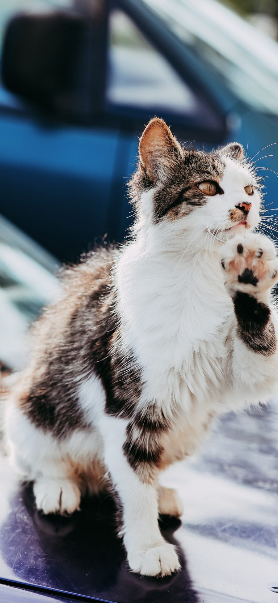 [2436×1125]猫咪 花猫 猫爪 皮毛 苹果手机壁纸图片