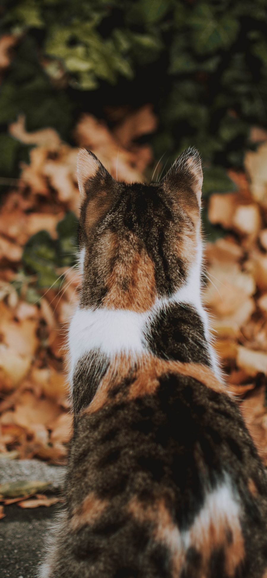 [2436×1125]猫咪 花色 背影 树叶 苹果手机壁纸图片