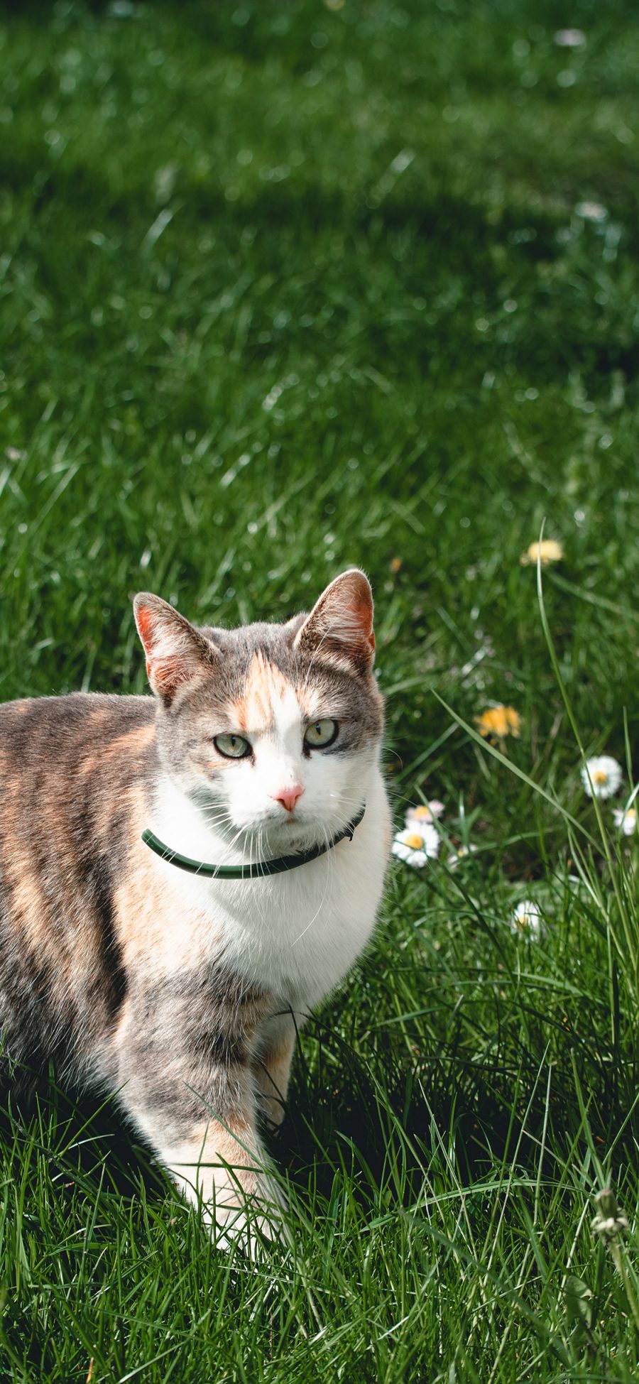 [2436×1125]猫咪 草地 宠物 项圈 苹果手机壁纸图片