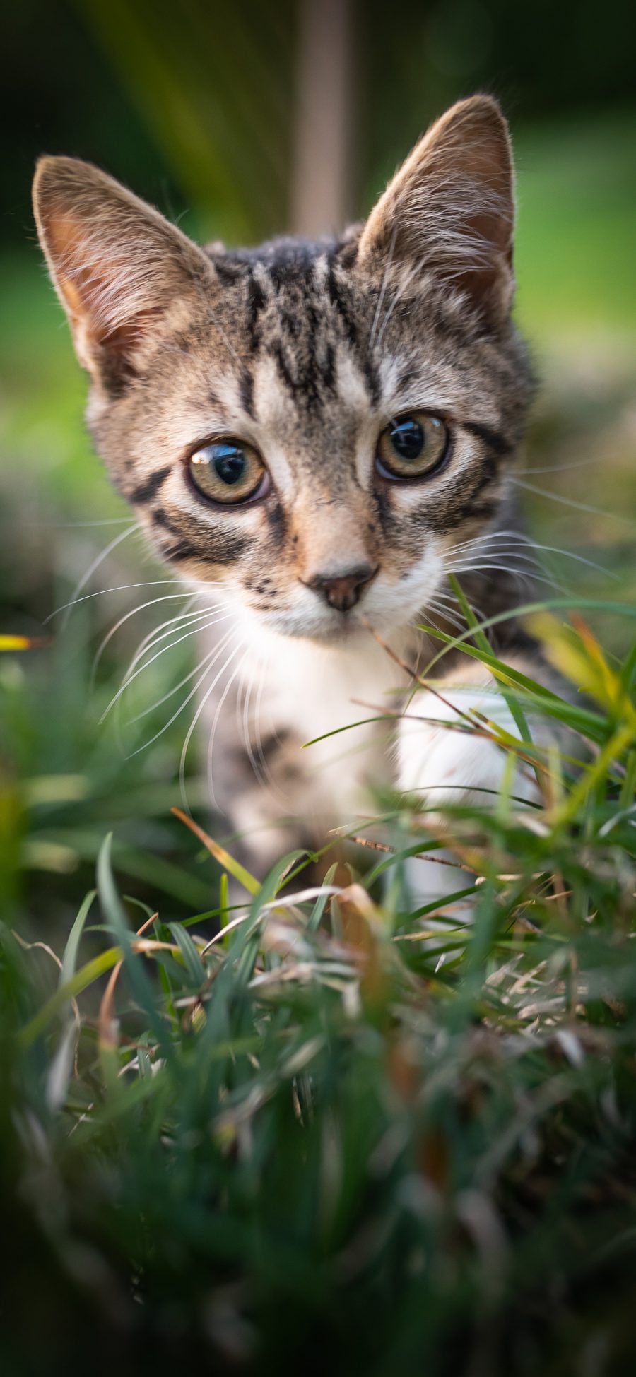 [2436×1125]猫咪 草地 灰白 宠物 苹果手机壁纸图片