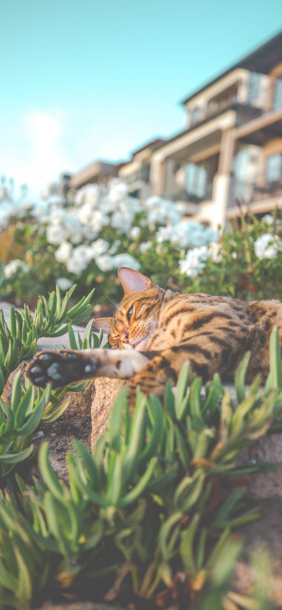 [2436×1125]猫咪 草地 玩耍 豹猫 苹果手机壁纸图片