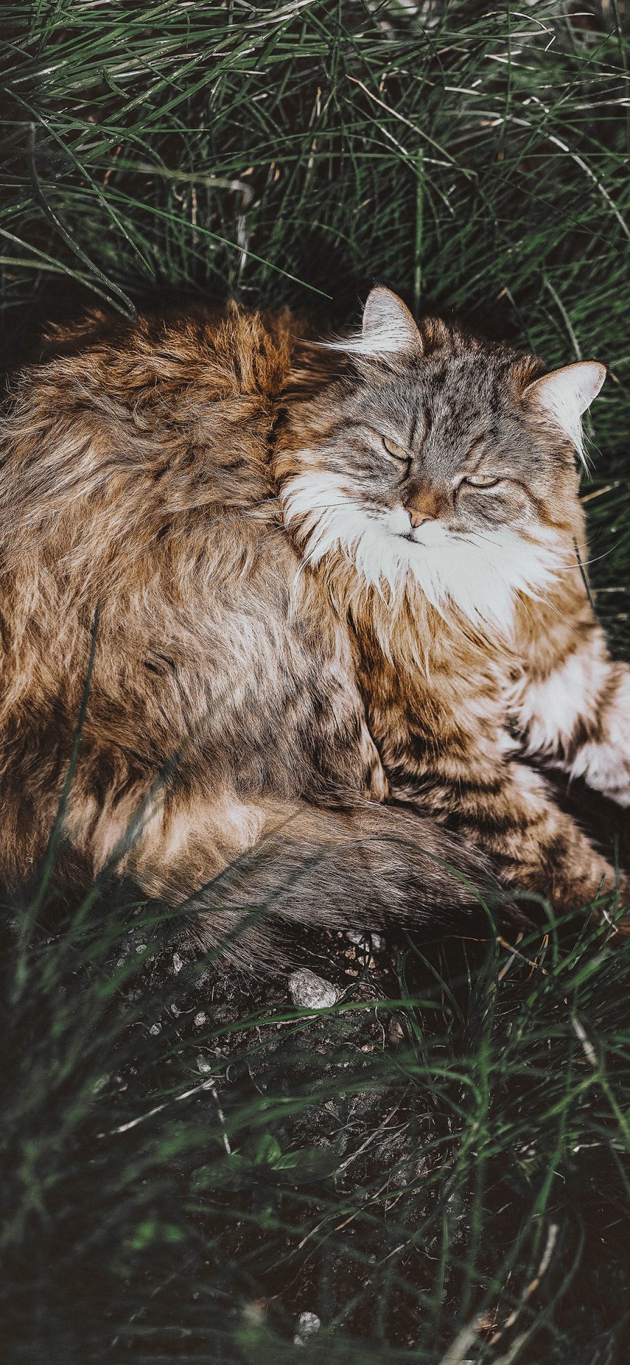 [2436×1125]猫咪 草地 草坪 野猫 苹果手机壁纸图片