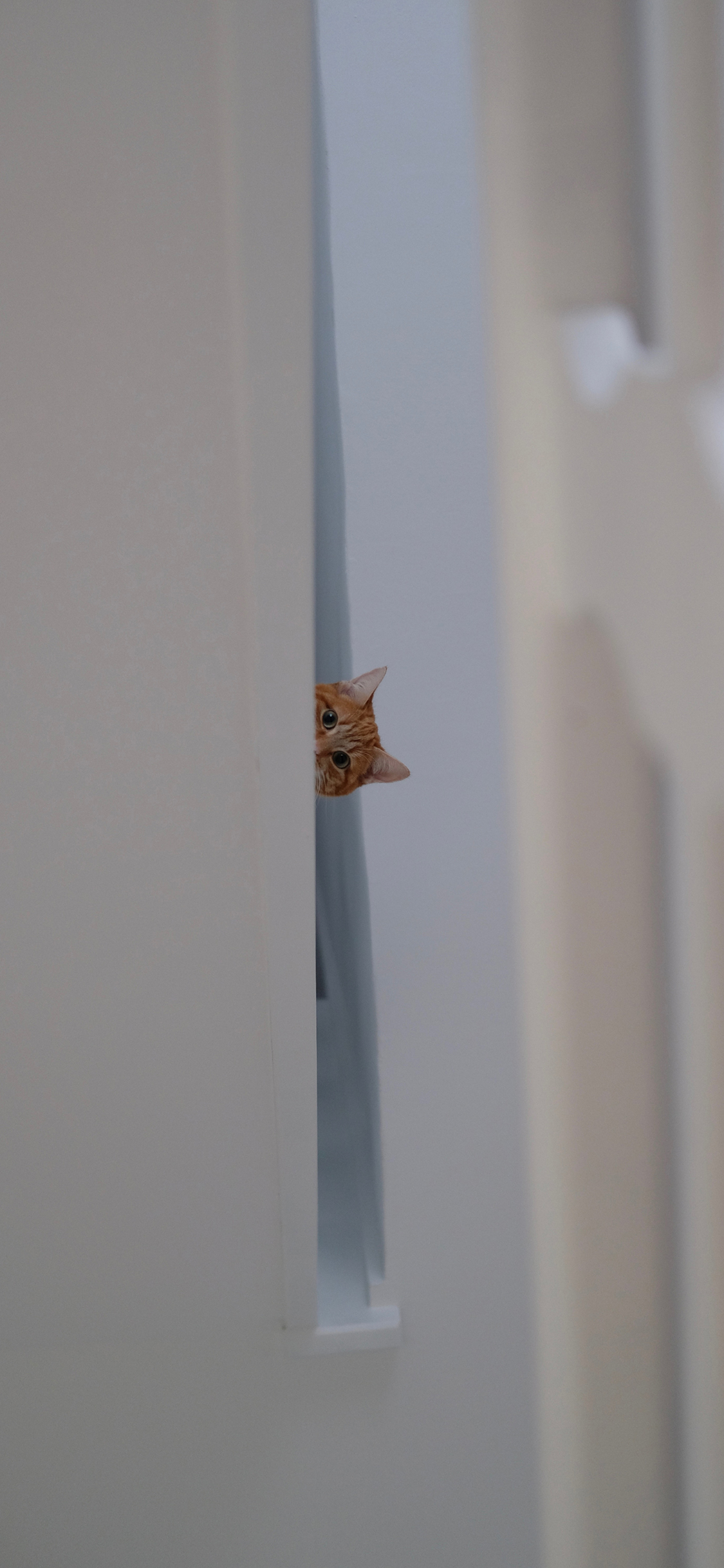[2436×1125]猫咪 萌 宠物 可爱 探头 喵星人 苹果手机壁纸图片