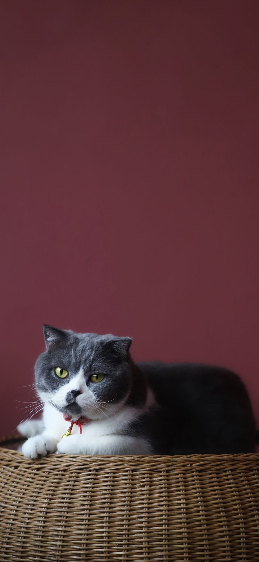 [2436×1125]猫咪 蓝猫 宠物 肥胖 苹果手机壁纸图片