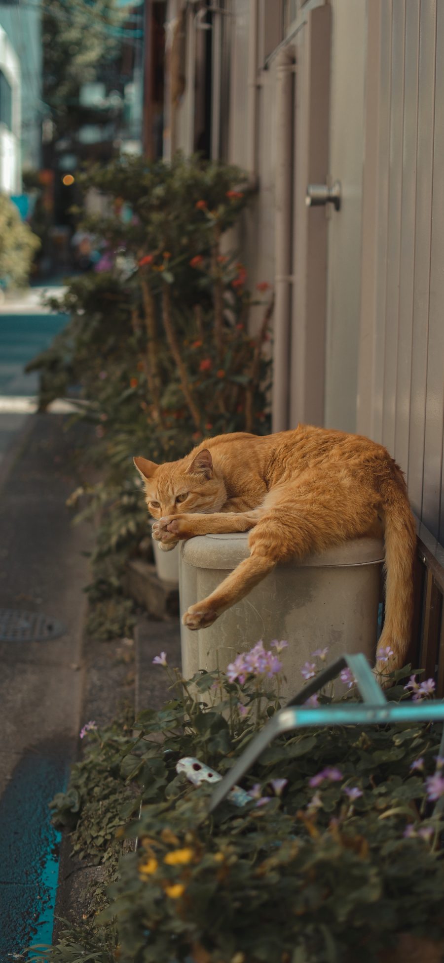 [2436×1125]猫咪 街头 花草 橘猫 苹果手机壁纸图片