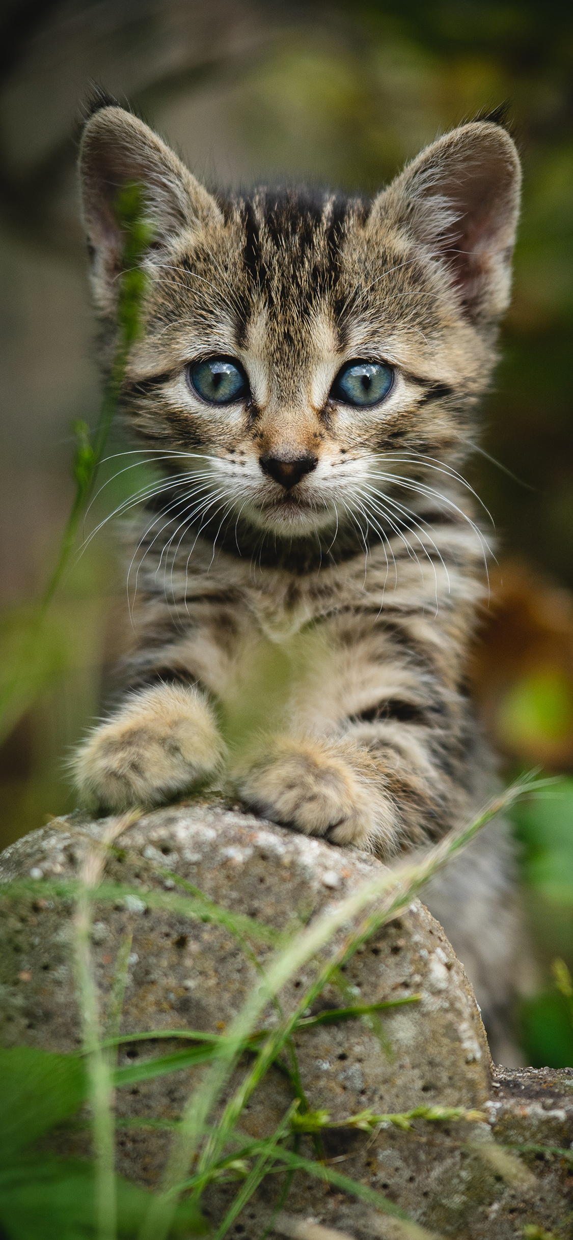 [2436×1125]猫咪 野外 石块 幼仔 苹果手机壁纸图片