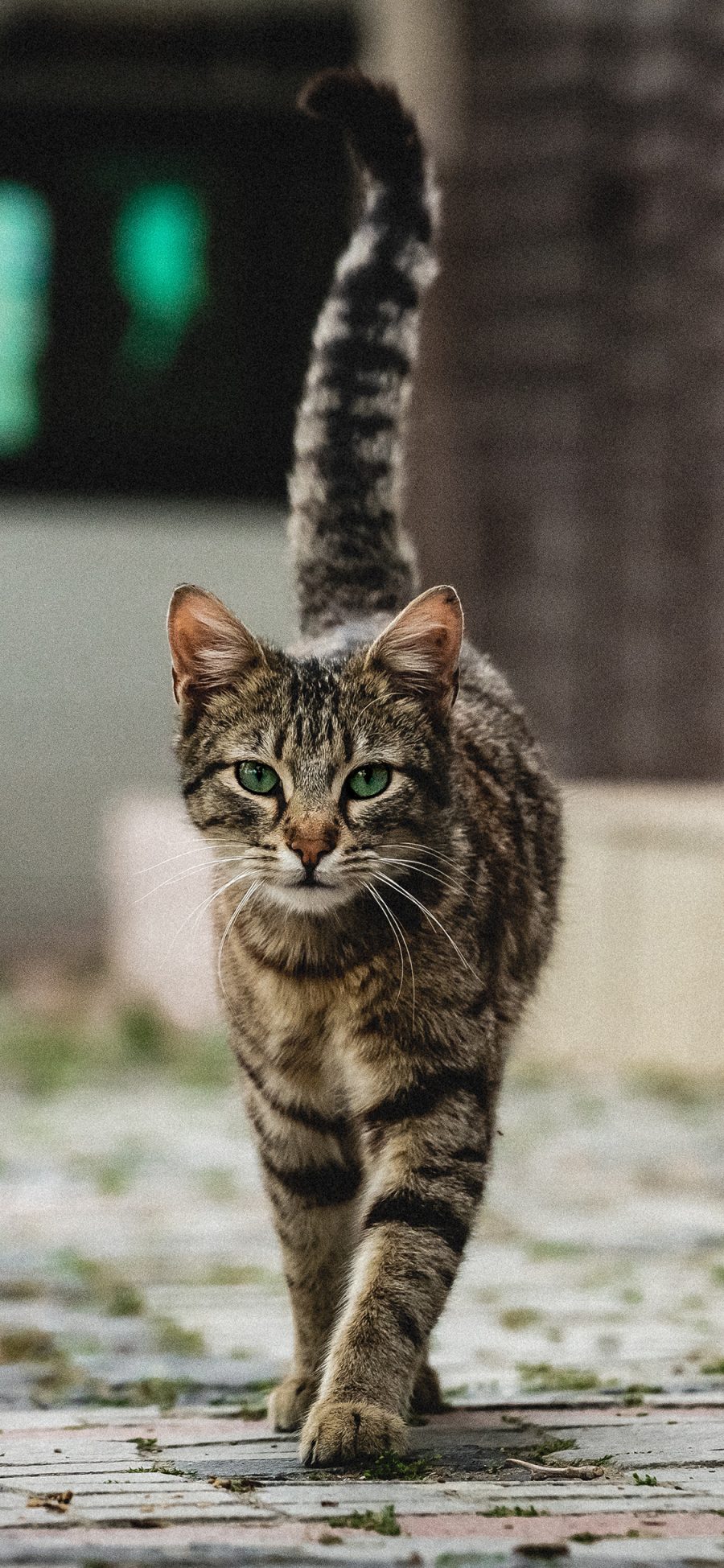 [2436×1125]猫咪 野猫 尾巴 竖立 苹果手机壁纸图片