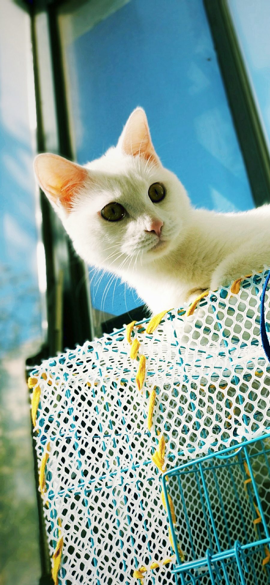 [2436×1125]猫咪 铁笼 白猫 宠物 苹果手机壁纸图片