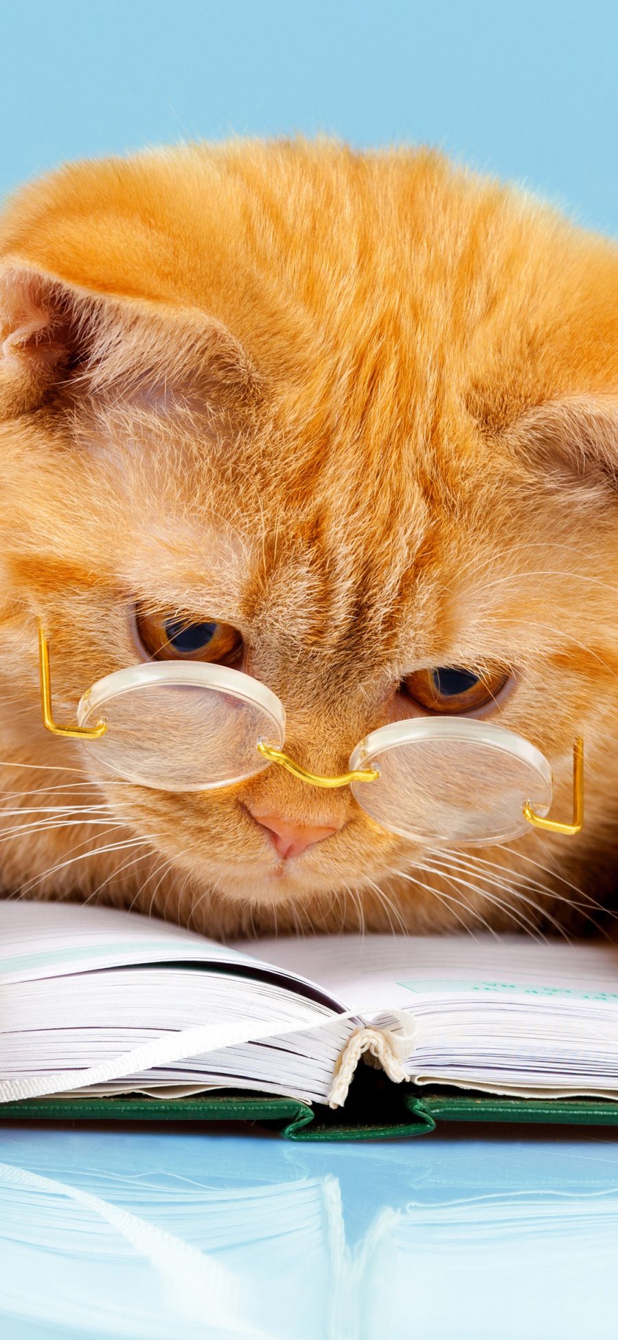 [2436×1125]猫咪 阅读 书本 眼镜 喵星人 宠物 苹果手机壁纸图片
