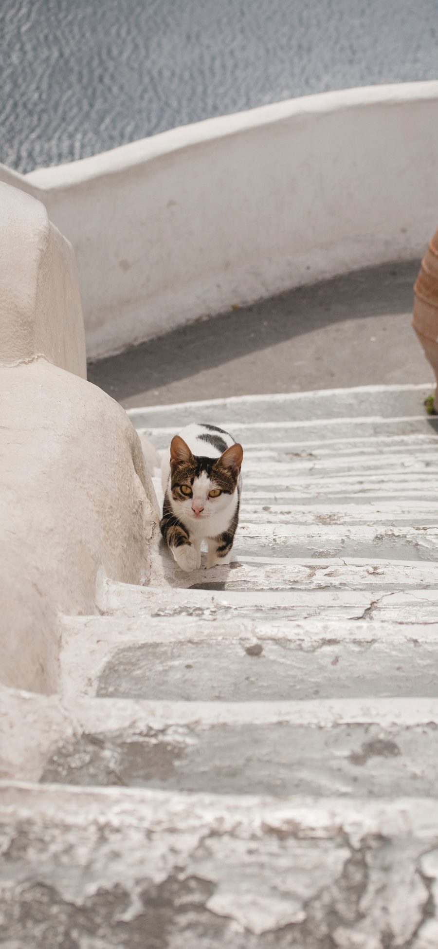 [2436×1125]猫咪 阶梯 爬行 楼梯 苹果手机壁纸图片