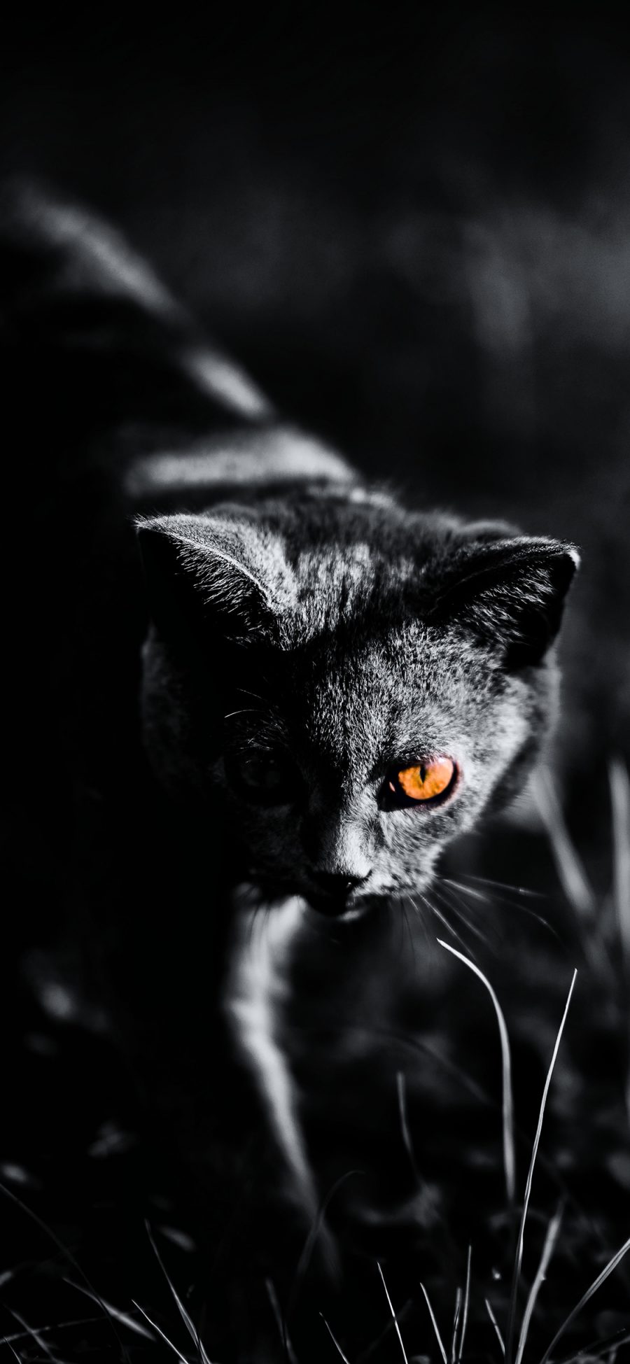 [2436×1125]猫咪 黑白 光线 夜晚 苹果手机壁纸图片