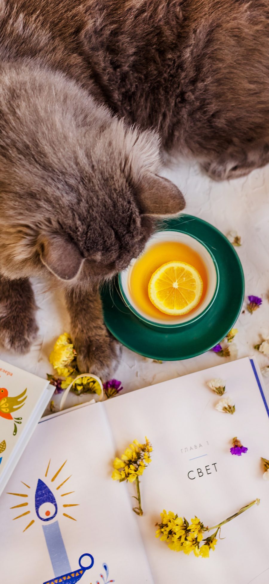 [2436×1125]猫咪宠物 柠檬茶 书籍 碎花 花瓣 苹果手机壁纸图片
