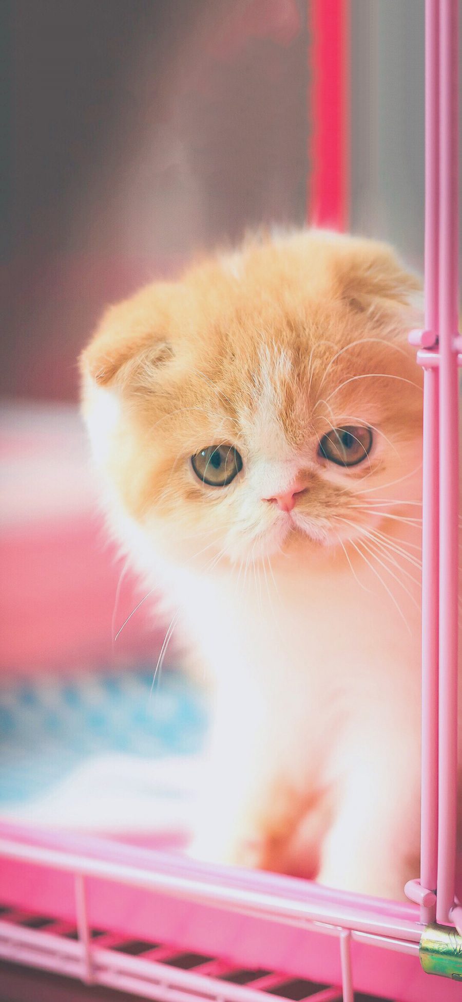 [2436×1125]猫星人 猫咪 小奶猫 橘色 苹果手机壁纸图片