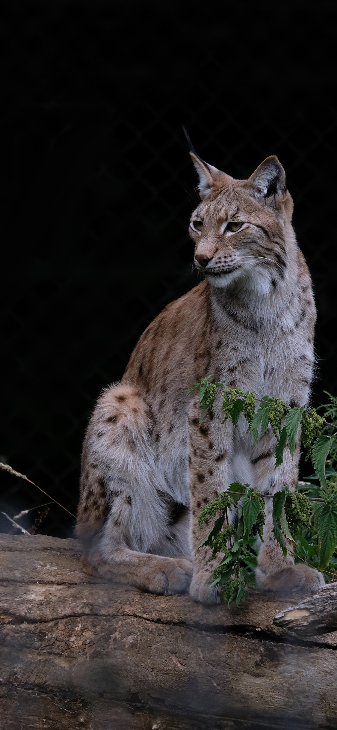 [2436×1125]猫科 猞猁 野外 凶猛 苹果手机壁纸图片