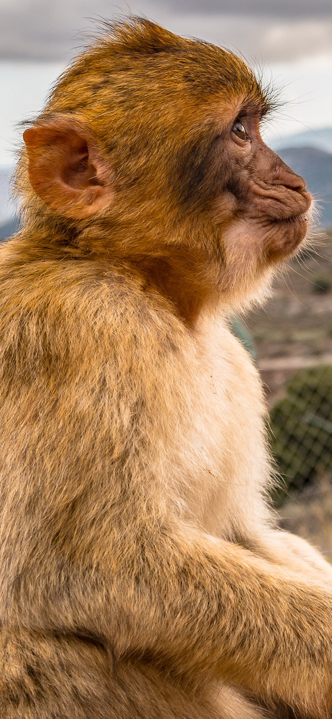 [2436×1125]猴子 侧脸 猿类 野生 苹果手机壁纸图片