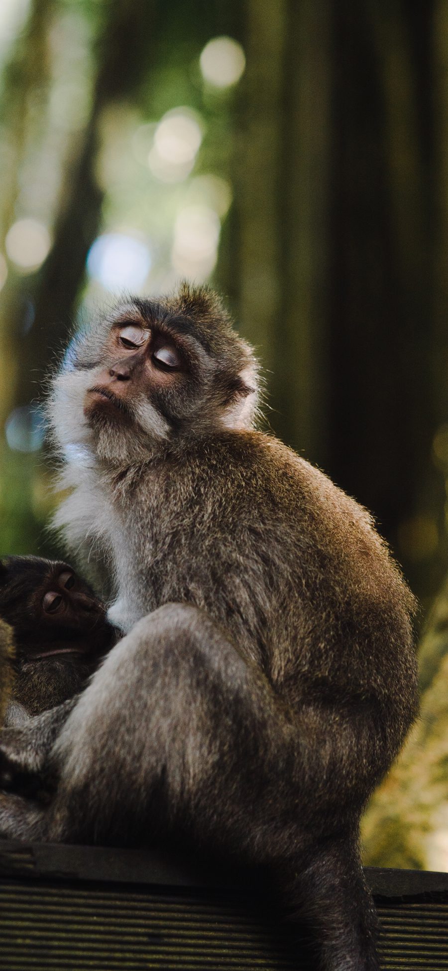 [2436×1125]猴子 动物 傲娇 猿类 苹果手机壁纸图片