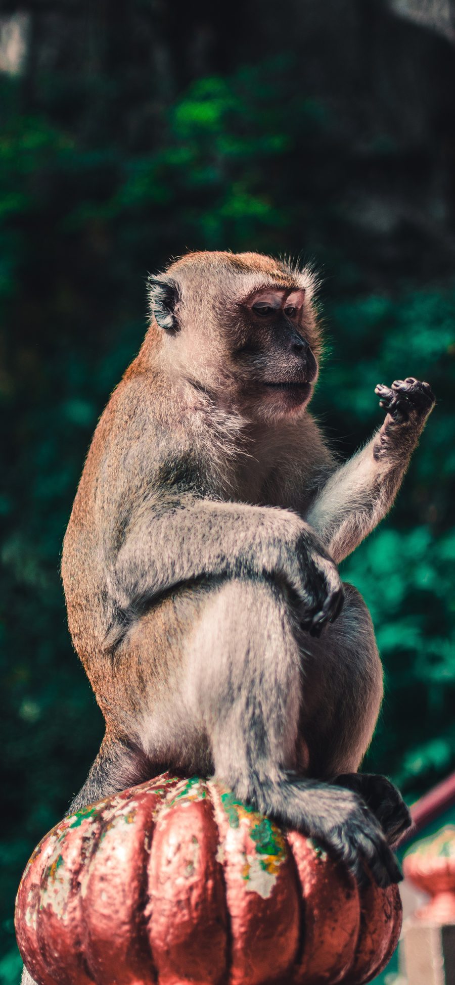 [2436×1125]猴子 南瓜 看爪子 坐立 动物园 苹果手机壁纸图片