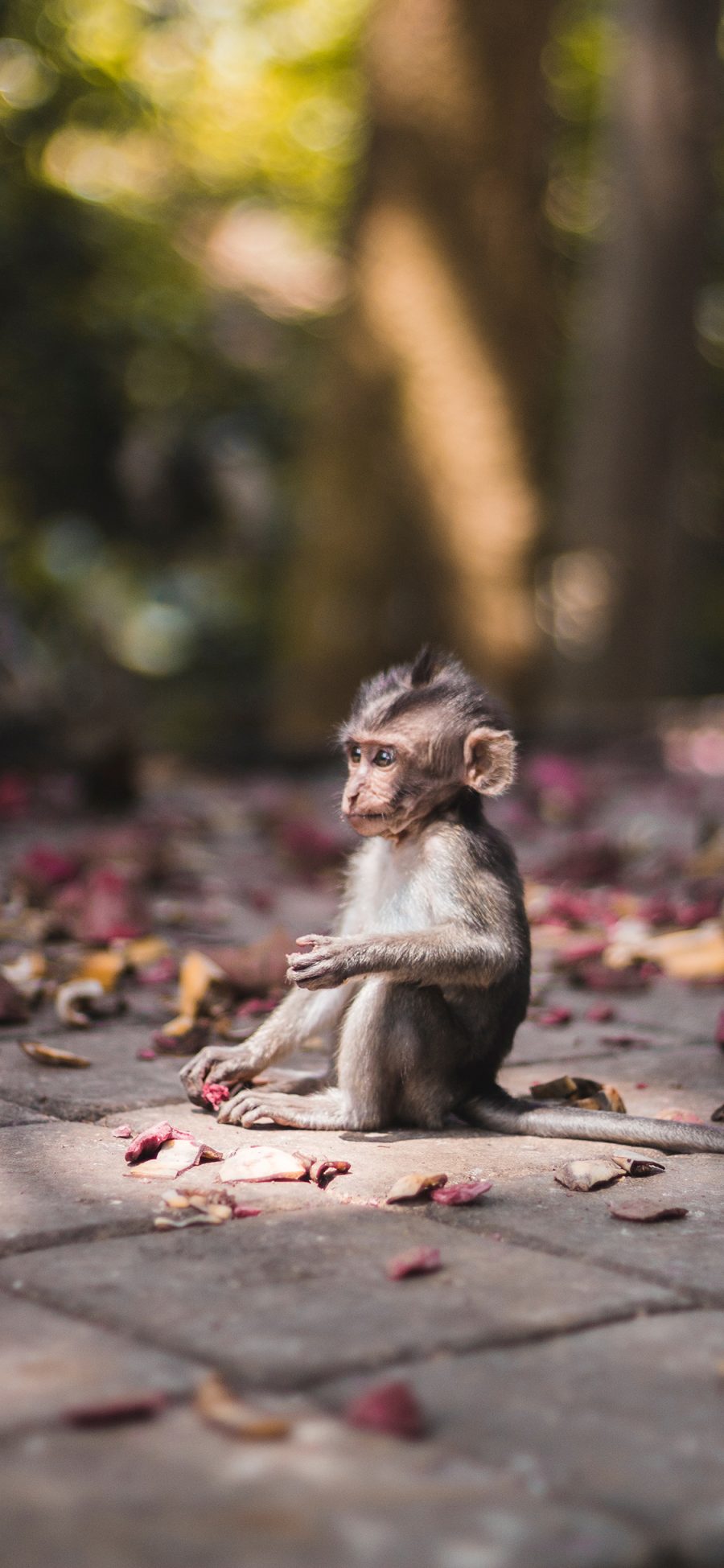 [2436×1125]猴子 坐立 乖巧 落花 苹果手机壁纸图片