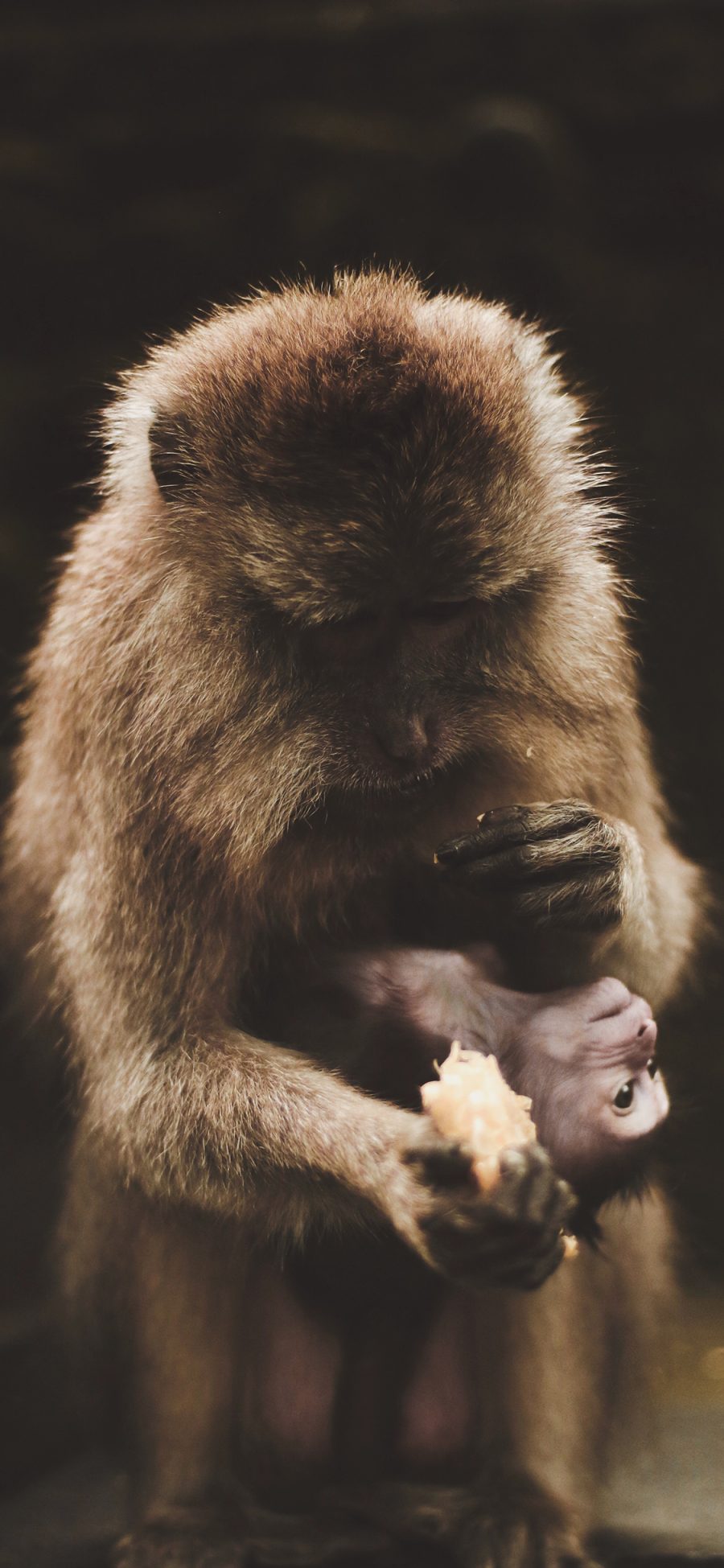 [2436×1125]猴子 幼仔 喂食 皮毛 苹果手机壁纸图片
