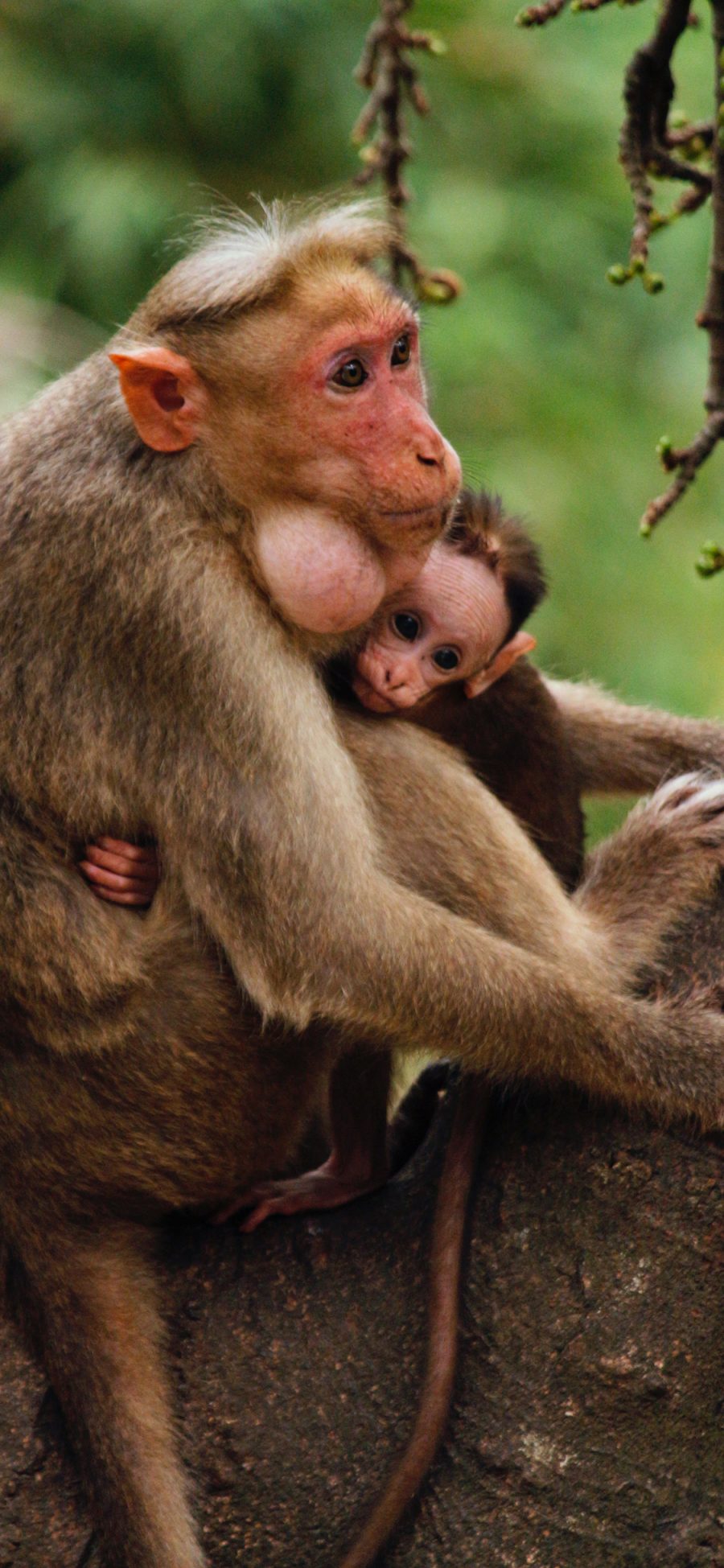 [2436×1125]猴子 幼仔 树上 灵长类 亲子 苹果手机壁纸图片