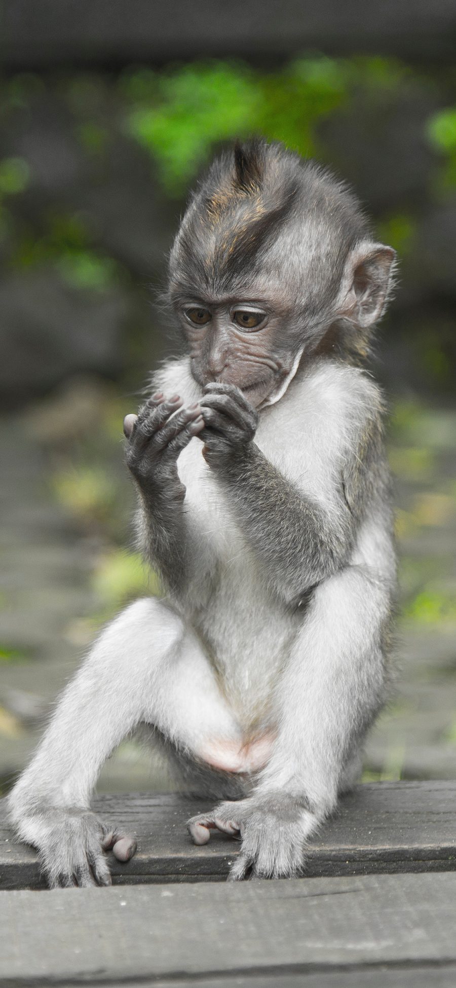 [2436×1125]猴子 幼仔 灵长类 小巧 皮毛 苹果手机壁纸图片