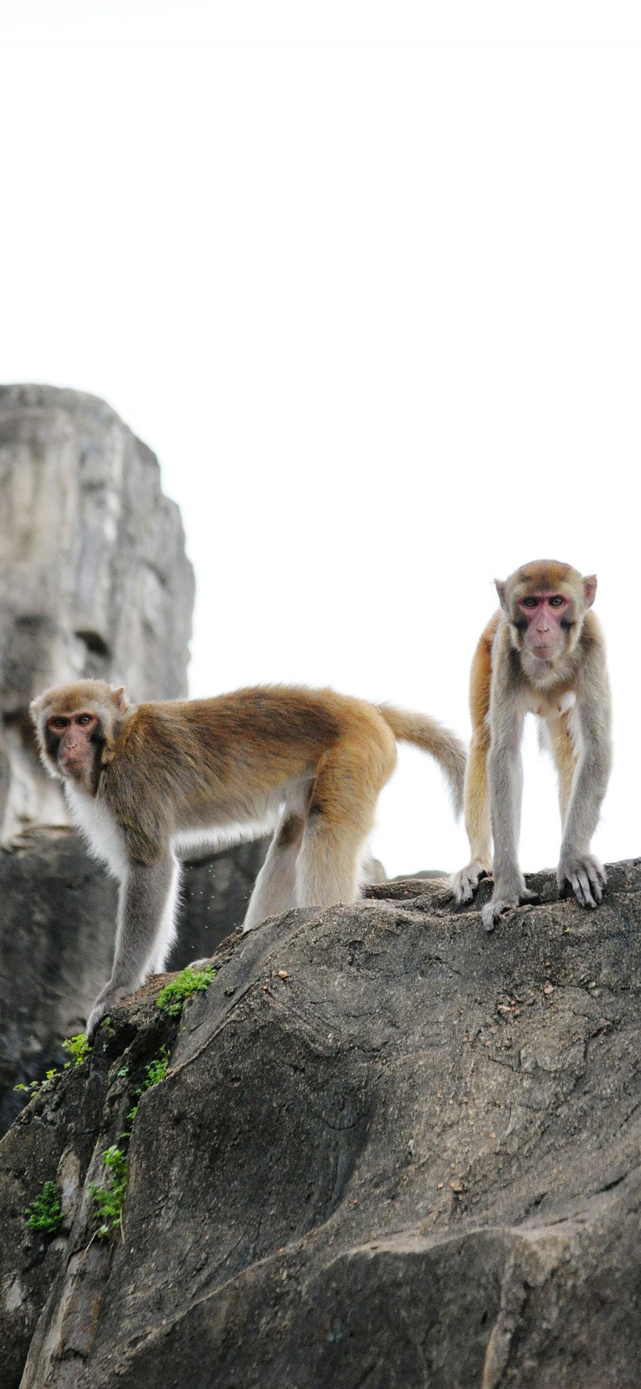 [2436×1125]猴子 影视 灵长类 爬行 苹果手机壁纸图片