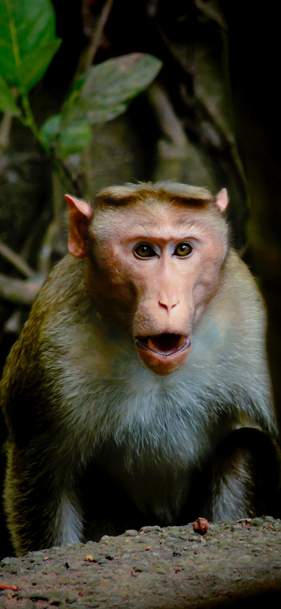[2436×1125]猴子 树林 精致 皮毛 灵长类 苹果手机壁纸图片