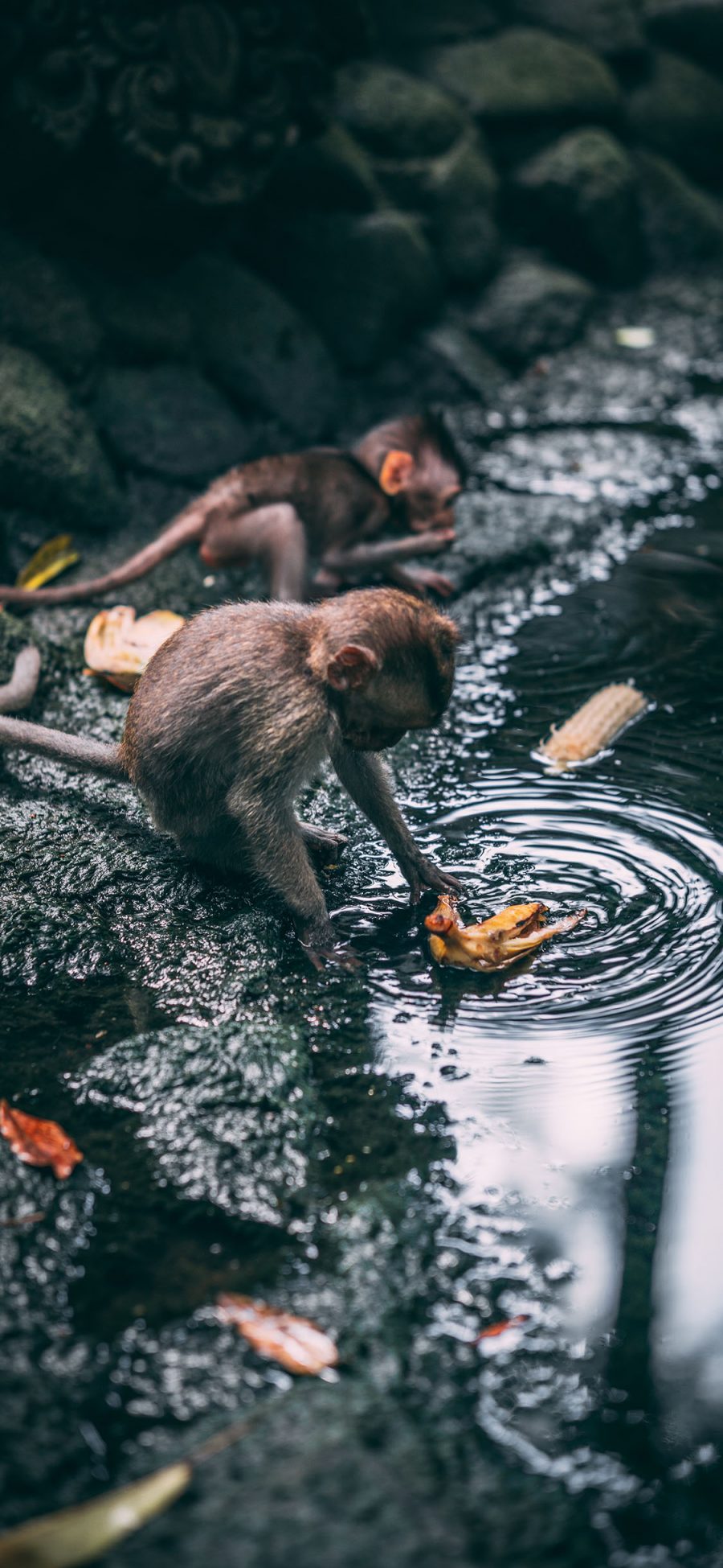 [2436×1125]猴子 水池 落叶 野外 苹果手机壁纸图片
