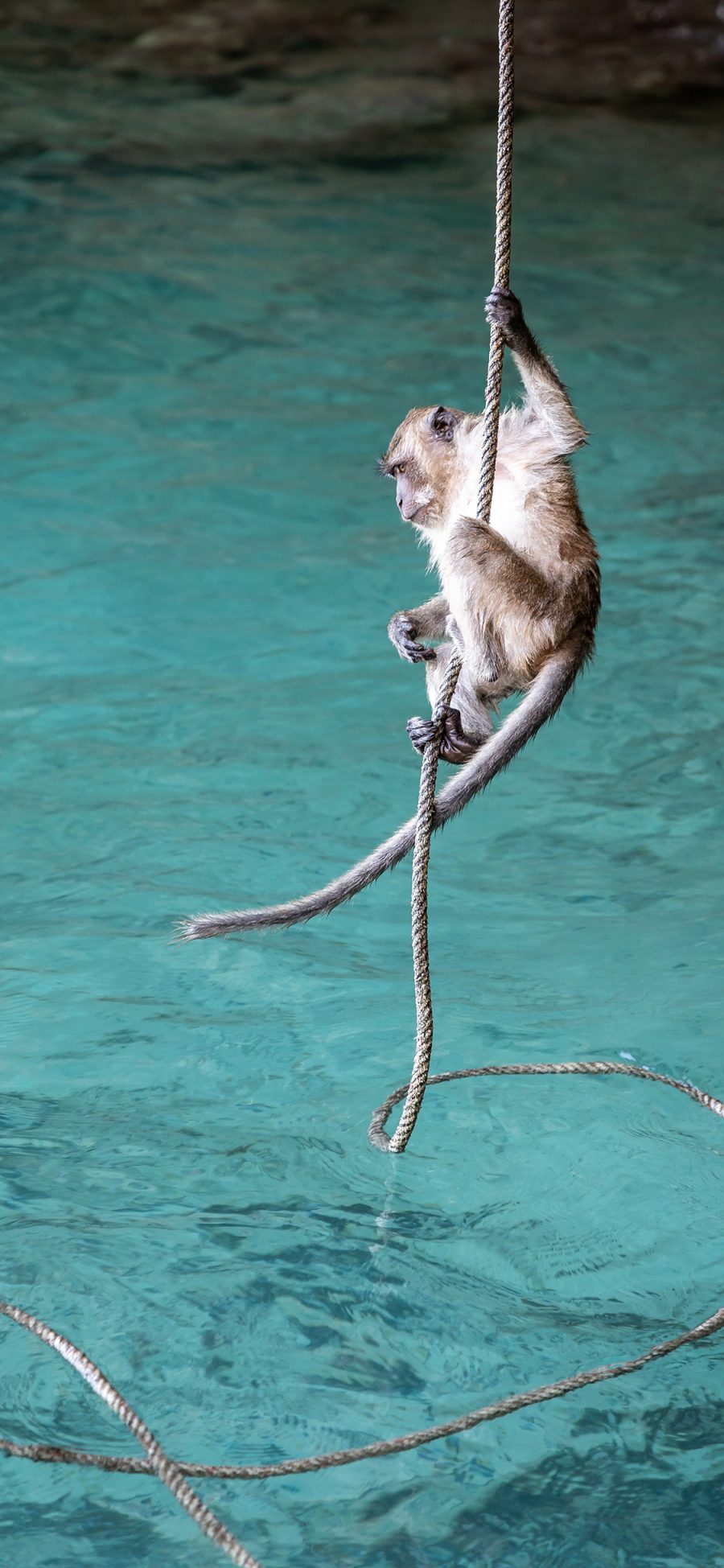 [2436×1125]猴子 水面 绳索 皮毛 灵长类 苹果手机壁纸图片