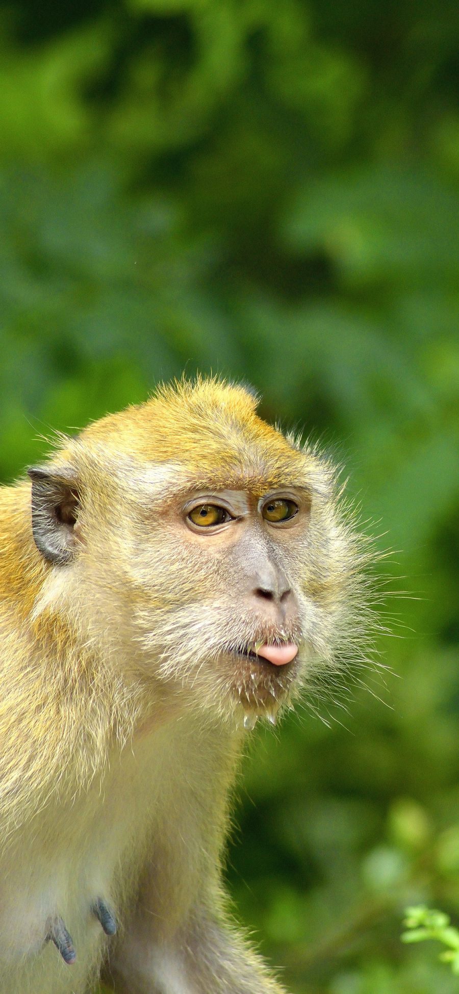 [2436×1125]猴子 灵长类 吐舌 皮毛 苹果手机壁纸图片