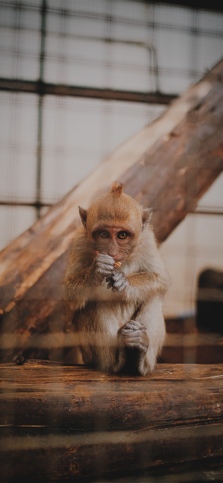 [2436×1125]猴子 灵长类 树桩 动物园 苹果手机壁纸图片