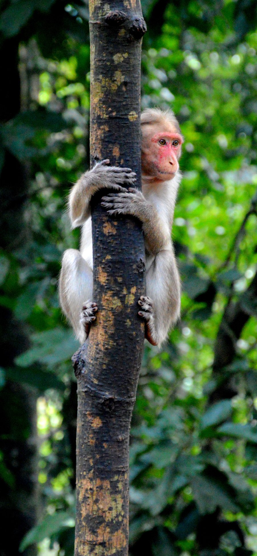 [2436×1125]猴子 爬树 树干 野外 苹果手机壁纸图片