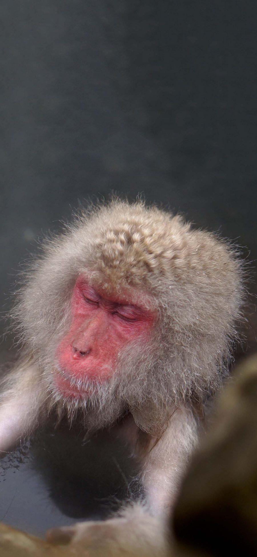 [2436×1125]猴子 猕猴 泡温泉 毛发 苹果手机壁纸图片