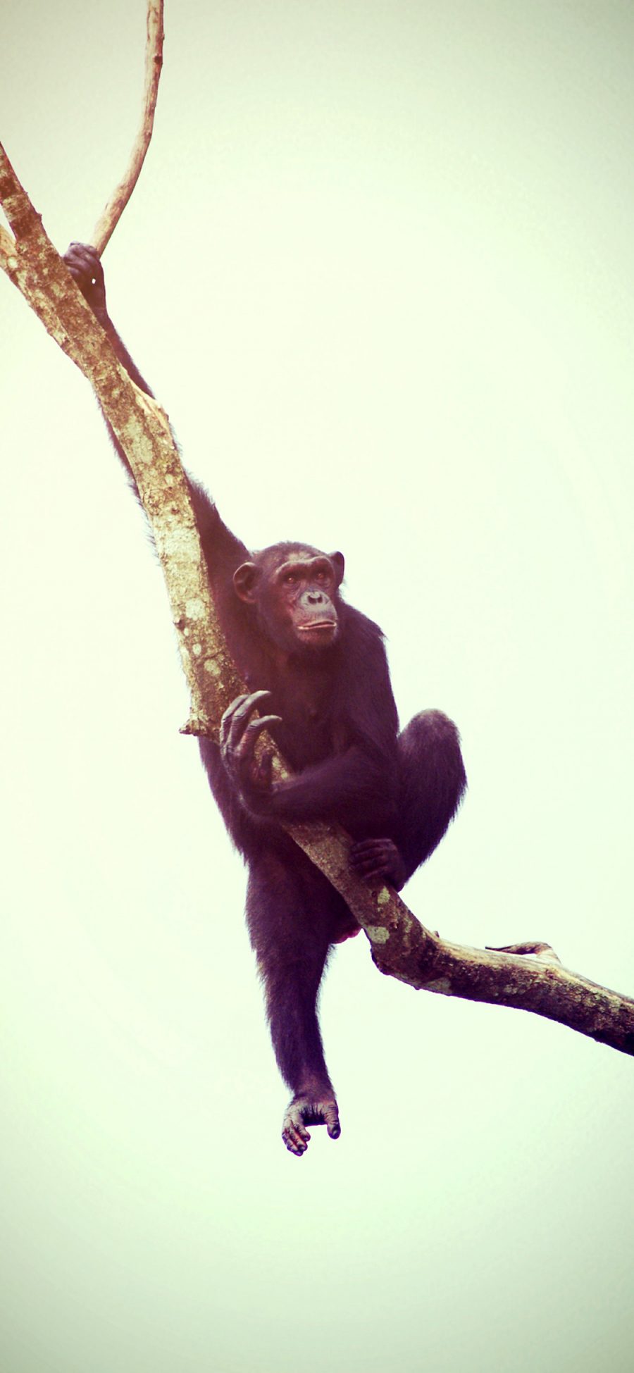 [2436×1125]猴子 猩猩 猿 枝干 攀爬 苹果手机壁纸图片