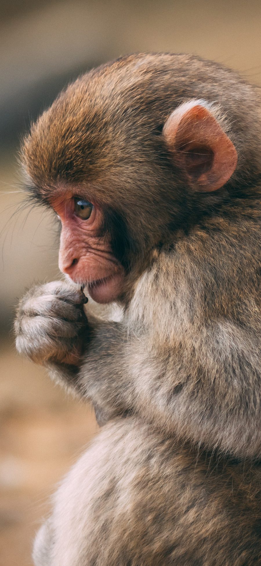 [2436×1125]猴子 猿类 小猴 毛发 苹果手机壁纸图片
