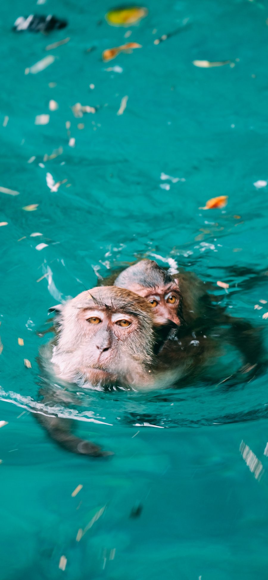 [2436×1125]猴子 猿类 水池 游泳 苹果手机壁纸图片