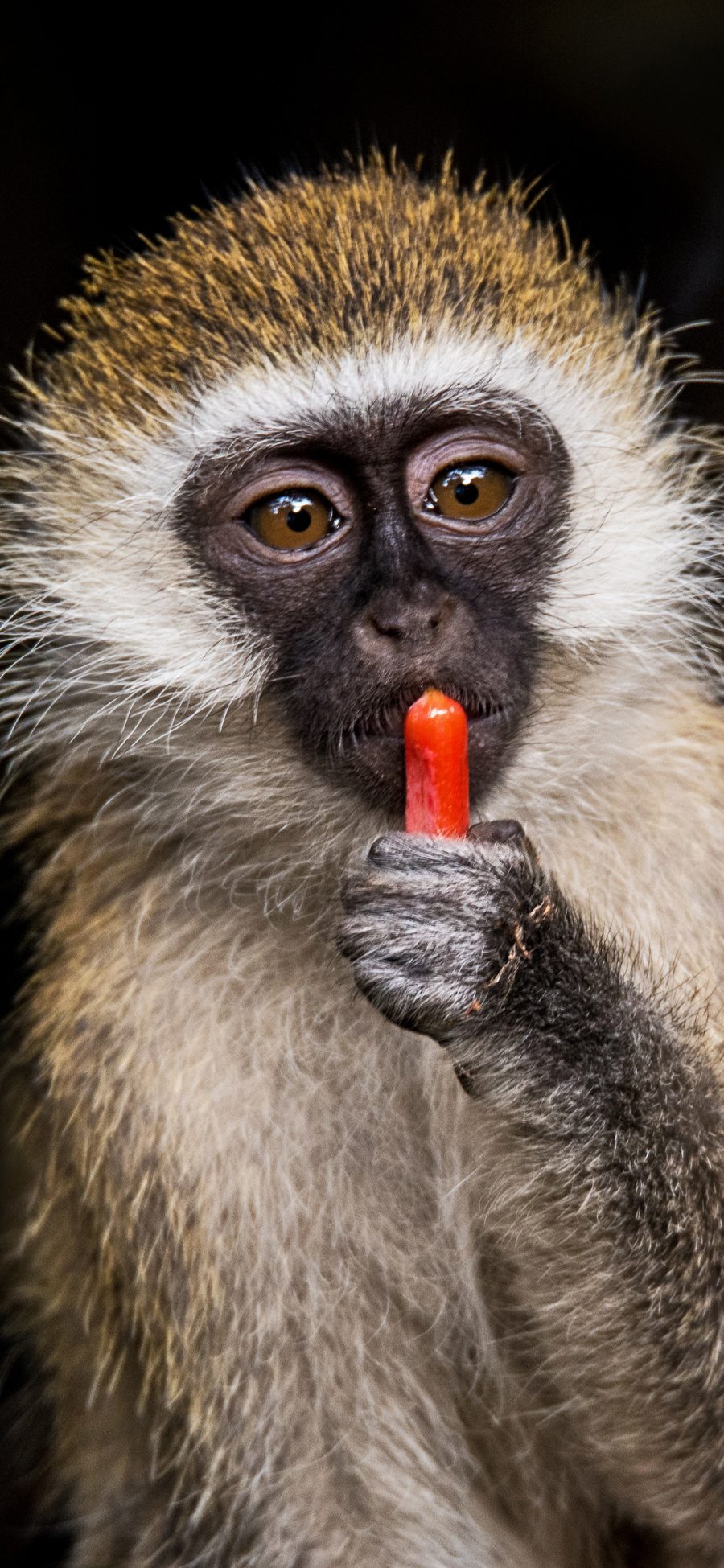 [2436×1125]猴子 猿类 火腿肠 喂养 苹果手机壁纸图片